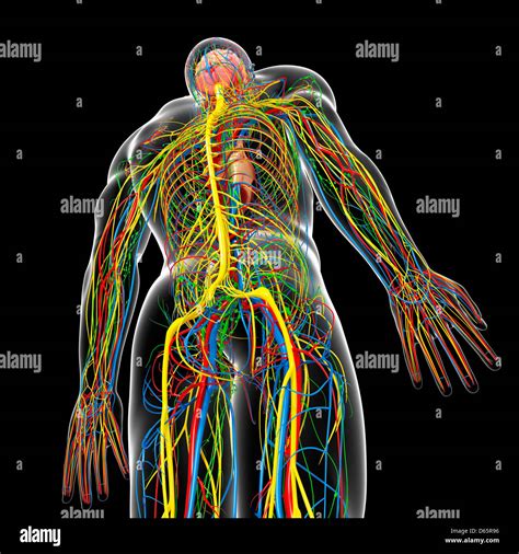 Internal iliac lymph nodes hi-res stock photography and images - Alamy