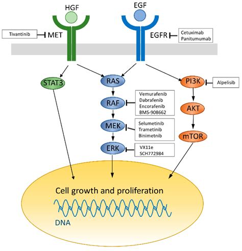 IJMS | Free Full-Text | Recent Advances in Targeting the EGFR Signaling ...