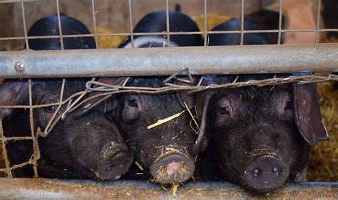 Hog Farm Justice Progresses at NC Environmental Quality Department