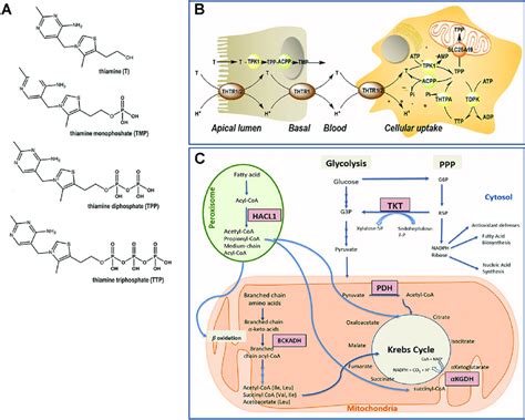 | Thiamine metabolism. (A) Chemical structure of thiamine and ...