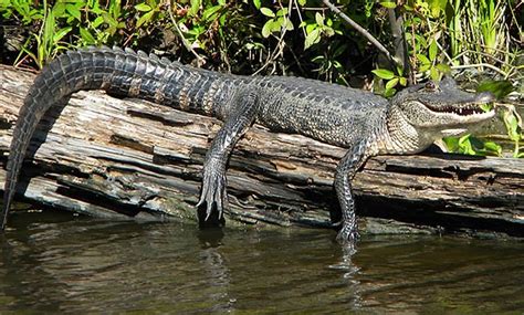 Jean Lafitte Swamp Tours - From $19 - Marrero, LA | Groupon