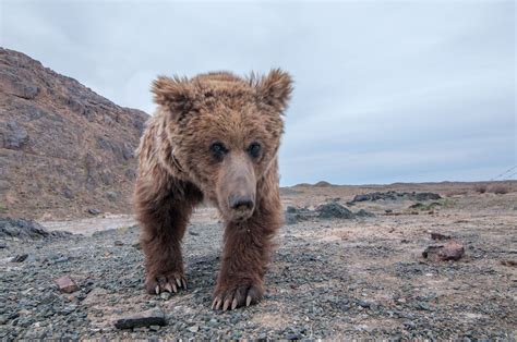 Gobi bears: Saving the rare and incredibly hardy animals from extinction