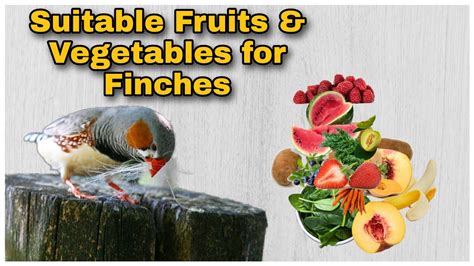 Suitable Fruit and Vegetables For Finches | Food for finches| Safe ...