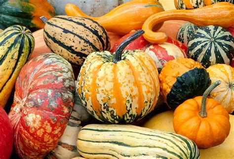 Squash | Definition, Summer Squash, Winter Squash, Examples, & Facts ...