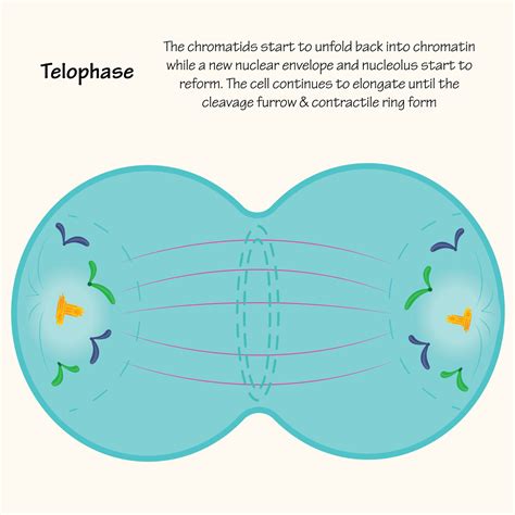 Telophase 1