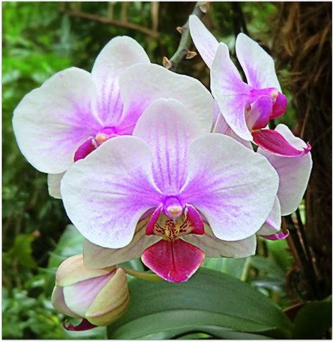 Tropical Orchids Photograph by Mindy Newman - Fine Art America