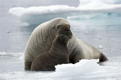 Walruses Take Care of Their Young | Walrus, Arctic animals, Baby walrus