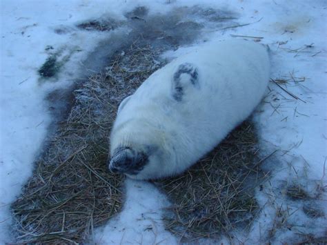 Little fat seal pup | Flickr - Photo Sharing!