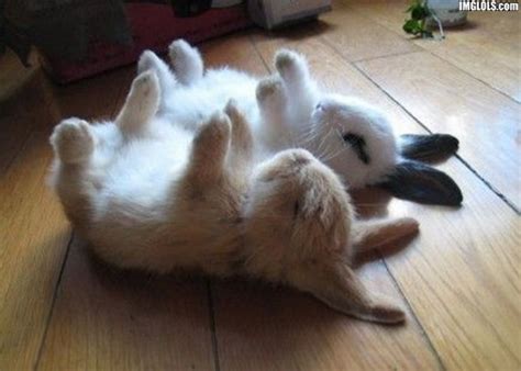 Sleepy Baby Bunny