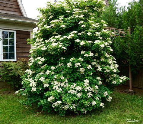 A Little Bit of British from Across The Pond: Climbing Hydrangea