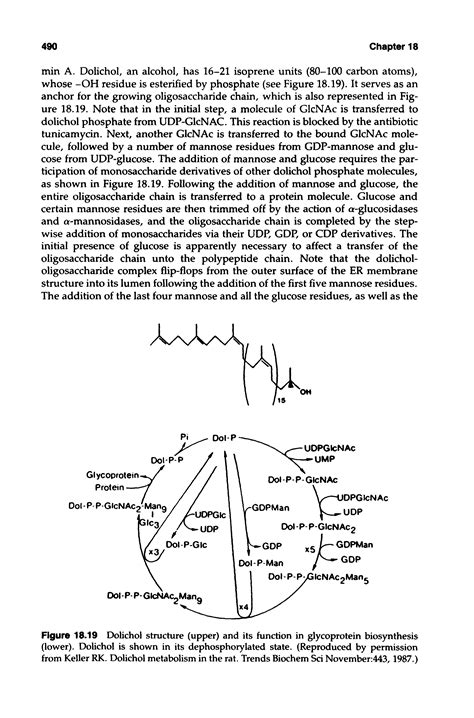 Dolichol, structure - Big Chemical Encyclopedia