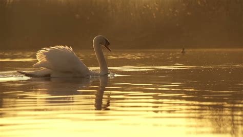 Slow Motion: Swan Swimming in Stock Footage Video (100% Royalty-free ...