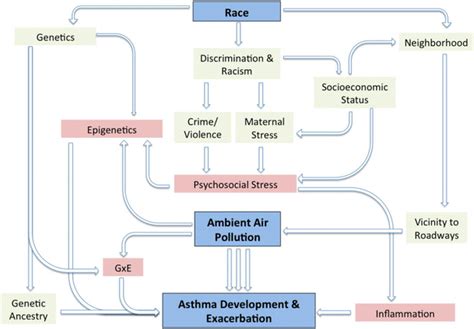 Concept map of associations between AAP, asthma, and other risk factors ...