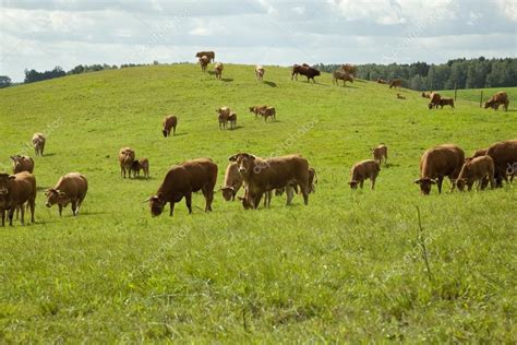 Cattle Limousine Stock Photo by ©dabjola 12508089