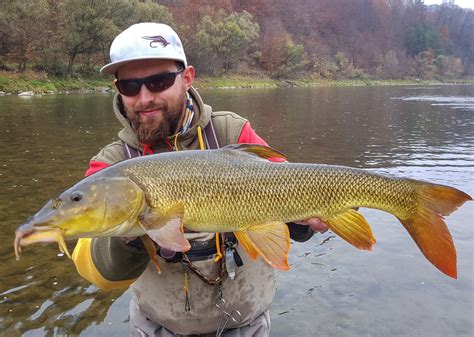 Barbel (Barbus barbus) » Fly Fishing in Poland