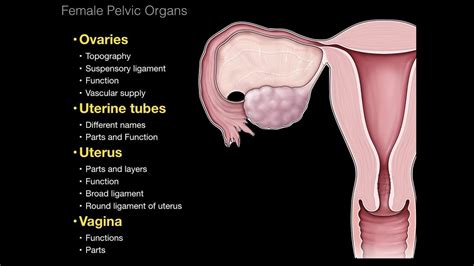 Female Human Body Ovaries