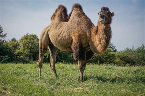 Camel Wild Bactrian Camels Animal - Free photo on Pixabay - Pixabay