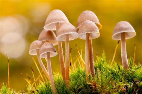 How to Photograph Fungi | Nature TTL