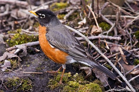 American Robin | Michigan State Bird Lake Erie Metro Park Gi… | Flickr