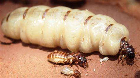 Keeping a Termite Colony? - How about a little Q & A? - YouTube