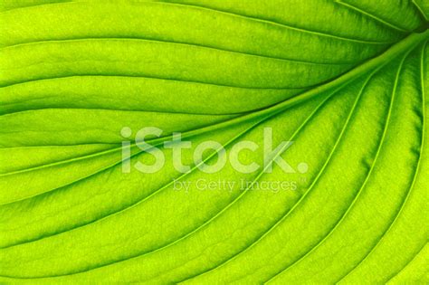 Close Up Leaf Stock Photo | Royalty-Free | FreeImages