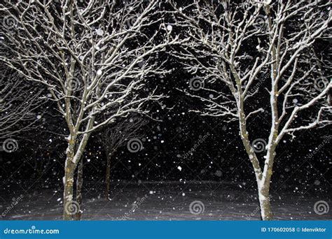 Winter Night with Snow Falling. Snowfall, Trees Covered Snow Stock ...