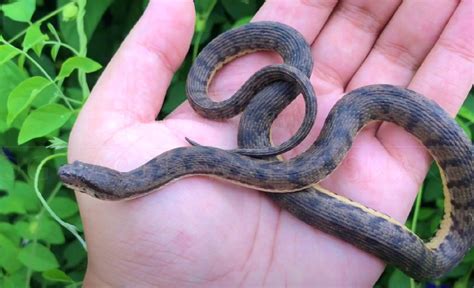 Dog Faced Water Snake: The Serpentine Swimmer in Thailand