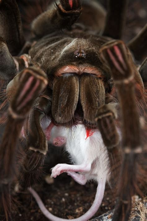 Goliath Bird-eating Spider Theraphosa blondi - Photorator