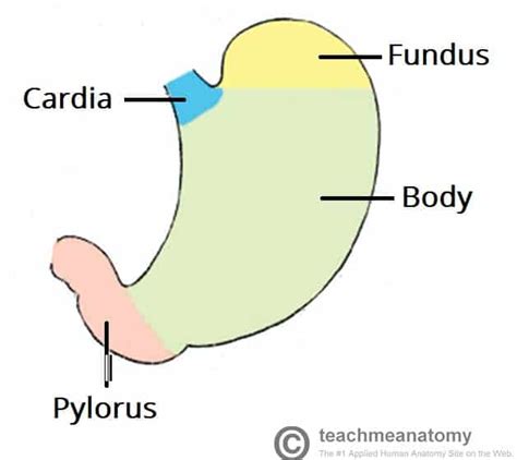 The Stomach - Structure - Neurovasculature - TeachMeAnatomy