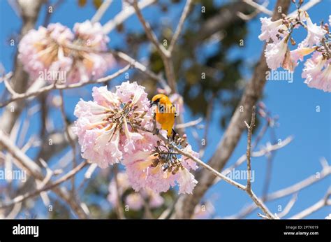 Altamira Oriole (Icterus gularis) feeding on flowers in Tabasco state ...