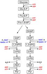 Identify the reactants and products of glycolysis, describing when and ...