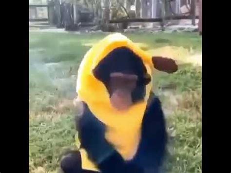 Monkey in a banana suit: Day 1 - YouTube