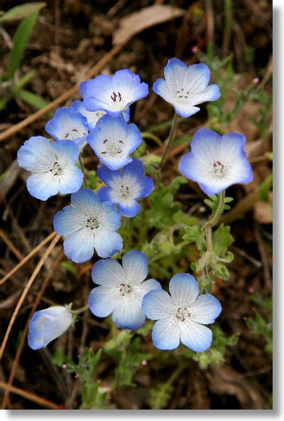 1500 Baby Blue Eyes Wildflower Seeds California Native Wildflower ...