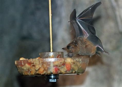 Happy Bat Week! - The Houston Zoo