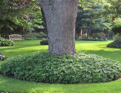 Pachysandra Terminalis Japanese Spurge 100 Bare Root Plants