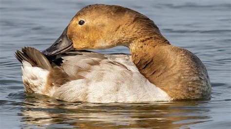 Female Canvasback duck preening Photograph by William Krumpelman - Fine ...