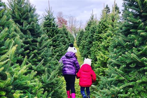 Cut Down Your Own Tree At These Christmas Tree Farms