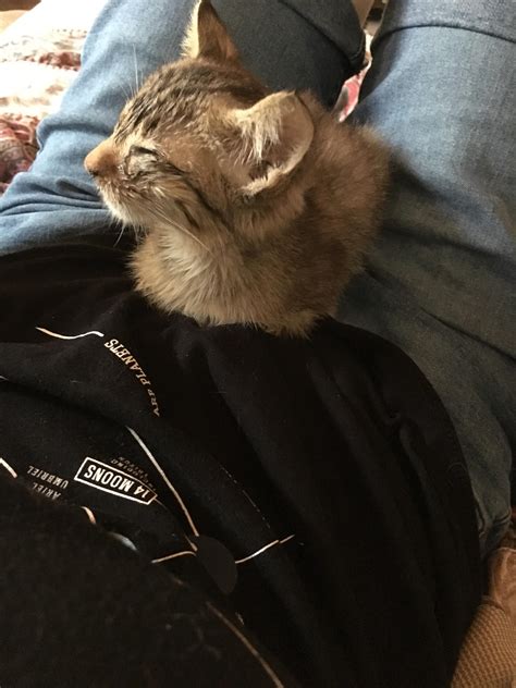 The tiniest cat loaf I’ve ever encountered : r/Catloaf