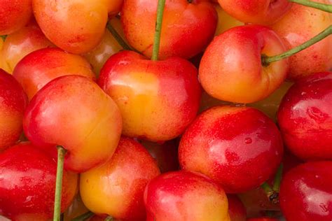 Royalty Free Rainier Cherry Pictures, Images and Stock Photos - iStock