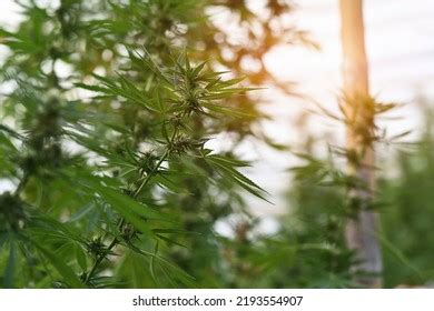 Sunset Cannabis Field Marijuana Plants Stock Photo 2193554907 ...