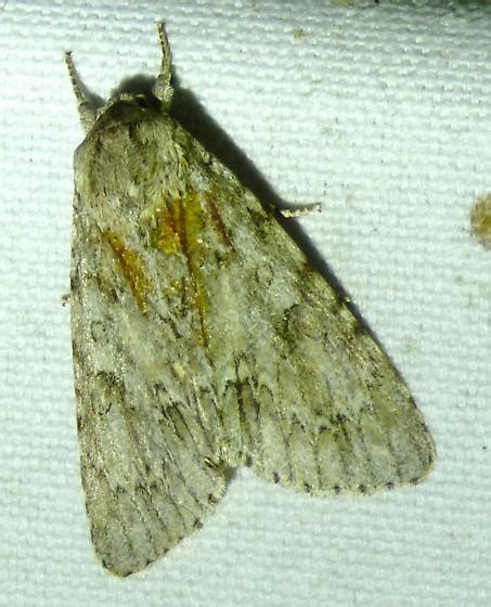 Acronicta rubricoma? - Acronicta - BugGuide.Net