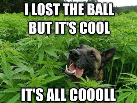 Top 10 Weed Memes of 2014 | Weed | Funny dog memes, Funny dog pictures ...