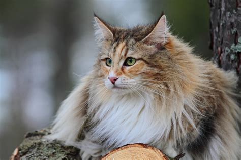 7 Norwegian Forest Cat Health Problems To Look Out For