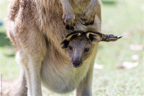 Kangaroo With Baby In Pouch