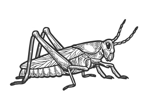 Cartoon Grasshopper Black And White