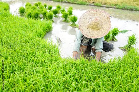 Old farmer working on rice plantation Stock Photo | Adobe Stock