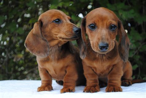 Dachshund Puppies For Sale | Crystal, MI #313882 | Petzlover