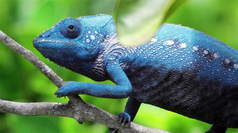 Free photo: Chameleon - Green, Lizard, Reptile - Free Download - Jooinn