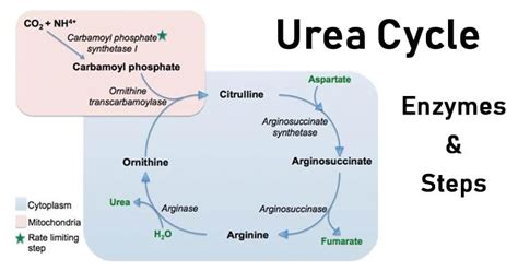 Urea Cycle: Functions, Steps, Products, Regulation, Disorders