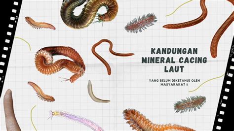 Kandungan Mineral pada Cacing Laut yang Belum Diketahui Masyarakat ...